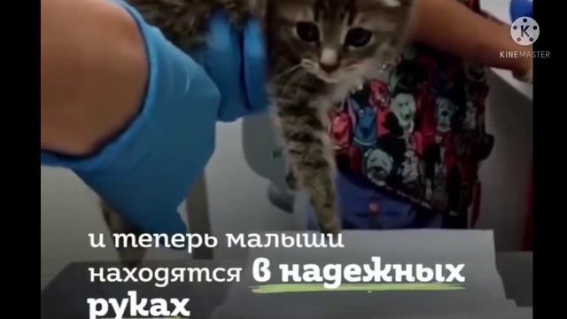 Котята - инвалиды волокли за собой задние лапки... Они были никому не нужны. Боль была у них в груд смотреть онлайн