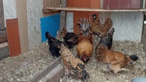 Павловское золото. еще одна порода кур в нашем хозяйстве.