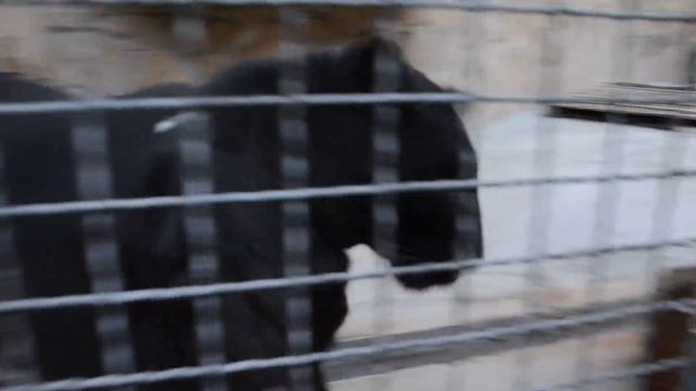 Хитрая Багира !!! Крым .Тайган смотреть онлайн