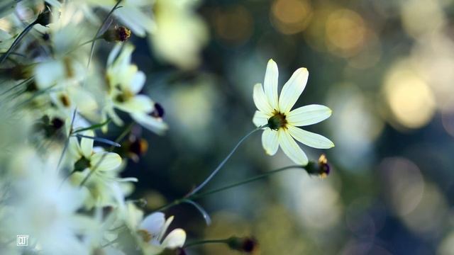 Екклесиаста | Старый завет | Библия смотреть онлайн