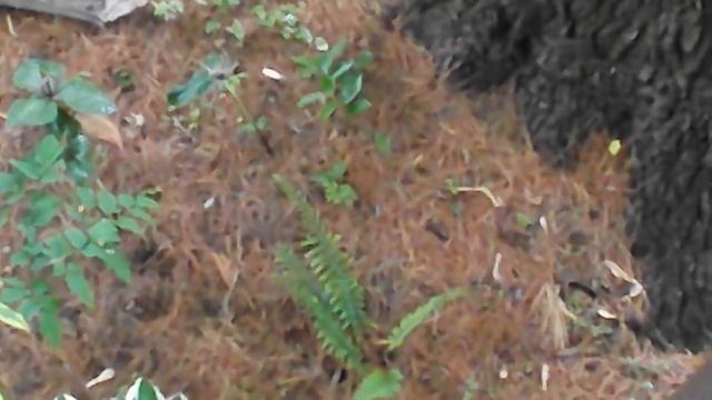 An explanation of why it is difficult to grow plants under pine trees (Pinus strobus). смотреть онлайн