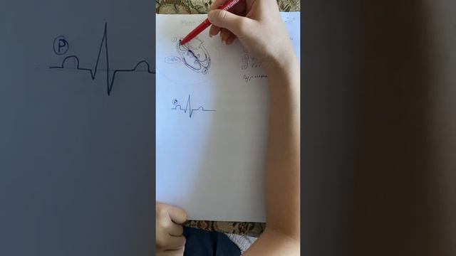 Жүрек өткізгіштік жүйесі. Проводящая система сердца. ЭКГ смотреть онлайн
