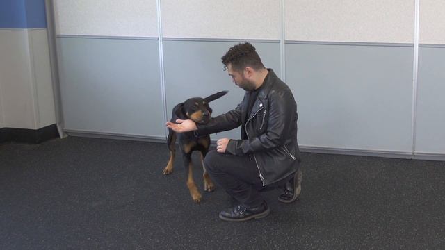 Magic for Shelter Dogs|| Watch pups at St. Huberts Animal Welfare Center react to magic tricks! AWE смотреть онлайн
