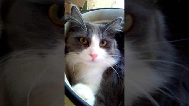 Суп с котом) смотреть онлайн