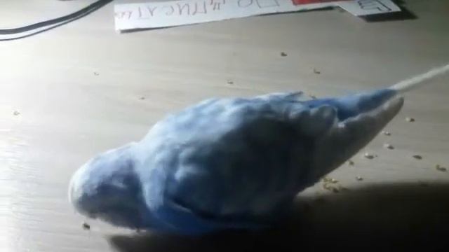 Попугай блогер