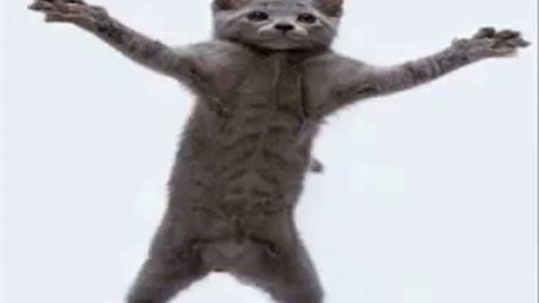 Кот танцует 10 часов