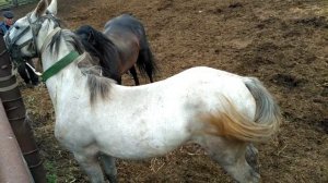 Как покрыть молодую кобылу ??