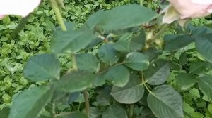 Я и деньги. Саидмурод Давлатов (2)