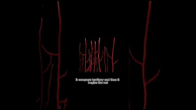 MYCELIUM 3 смотреть онлайн