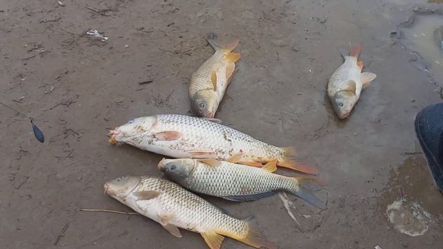 Клев на старом локаторе!