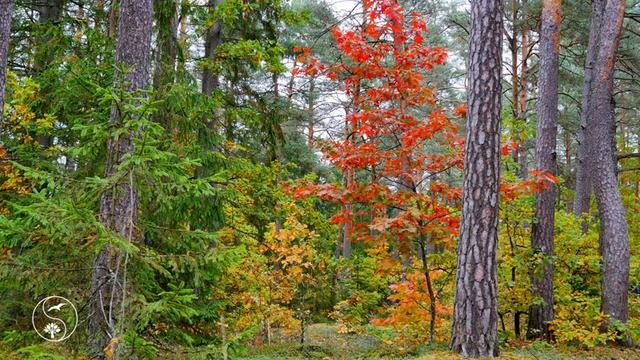 ? Золотая Осень | Любуемся Осенними Пейзажами | Осенний Лес в Беловежской Пуще смотреть онлайн