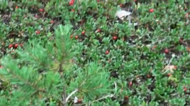 Карелия 2009 (природа) смотреть онлайн