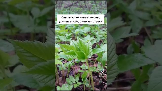СНЫТЬ ТРАВА смотреть онлайн