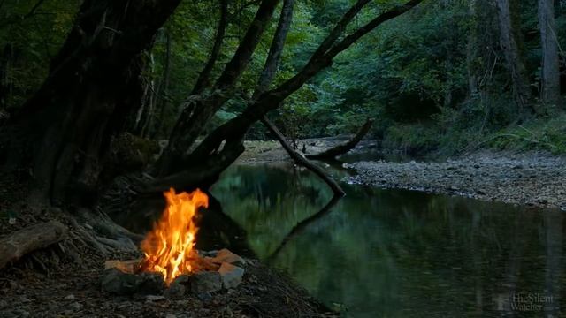 Как спасти азалию, если она засохла? смотреть онлайн
