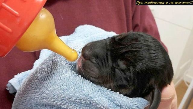 Когда парень заметил что собака достала из мусорного контейнера, он ОТОРОПЕЛ смотреть онлайн