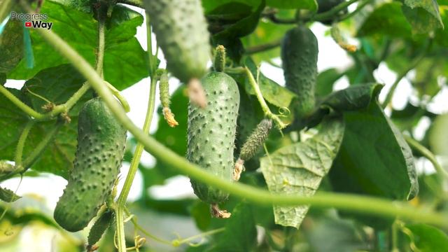 Быстро Спас Огурцы От Пожелтения и Увеличил Урожай В 10 Раз!