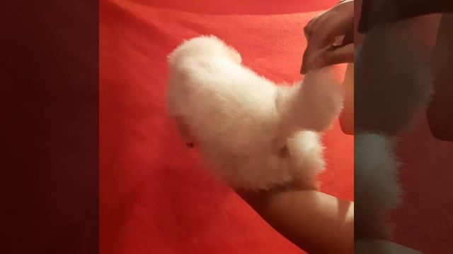 Белоснеснежные померанцы!!Документы РКФ Клеймо РКФ Привиты.Тел.89190786389 ВЭТСАП смотреть онлайн