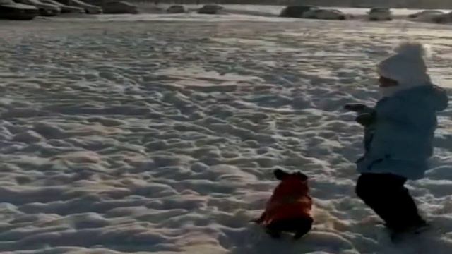 Французский Бульдог - Рокси играет с племянницей в догонялки ))) смотреть онлайн