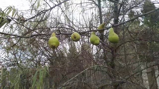 ☼Груша Любимица Яковлева смотреть онлайн