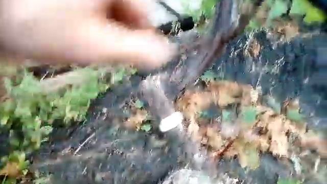 САД ЧЕРЕШНИ И ПРИВИВКИ ВИНОГРАДА . смотреть онлайн