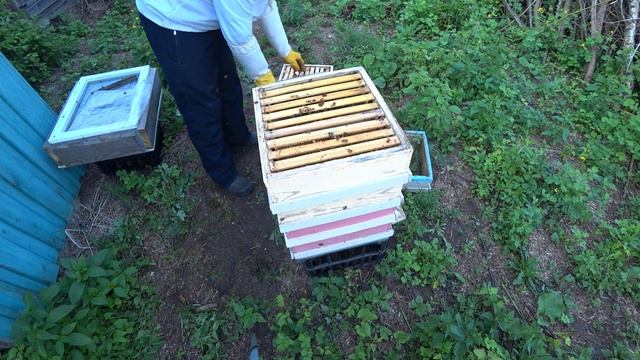 Первое вскрытие новых семей 11 июня смотреть онлайн