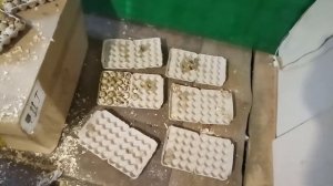 Посылка. Индопелки прибыли.