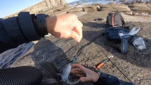 Рыбалка на окунь-терпуга. Мыс Тобизина 2023