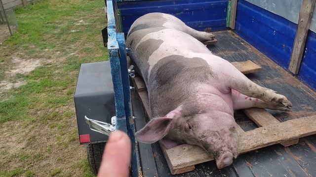 Вес свині у 7,5 місяців,ціна туші і живого веса смотреть онлайн
