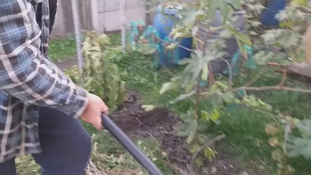 Простейшее укрытие однолетнего саженца. Улучшеная посадка саженца винограда на место старого. смотреть онлайн