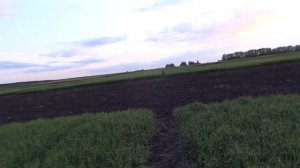 Ячмень яровой, сорт Маргрет 03.06.19.  Сроки сева.