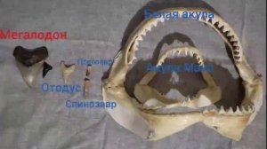 зуб мегалодона по сравнению с челюстями акул и зубами древних чудовищ!