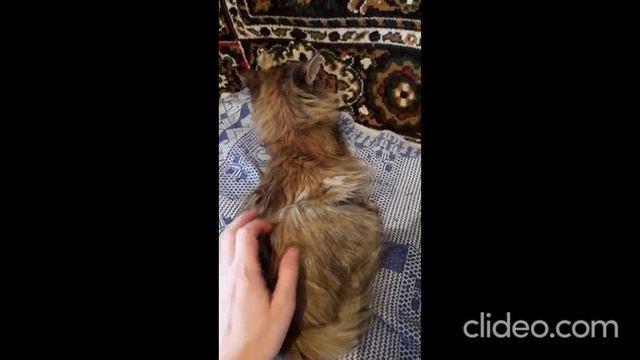 Моя радость Иришка (из серии "НАШ ЗООПАРК)