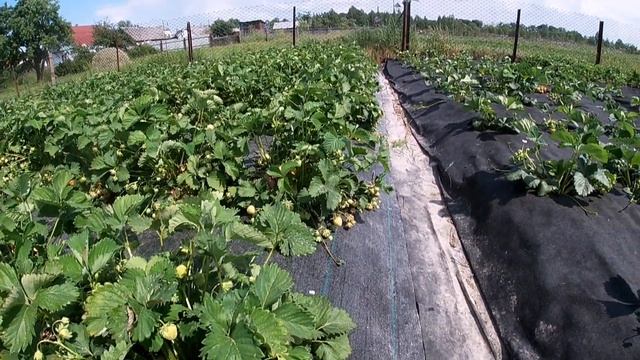 ГОЛОВНИЙ МІНУС сорта полуниці ПОЛКА/Вирощування солодкої полуниці на Поліссі смотреть онлайн