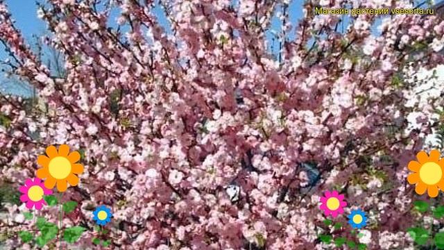 Миндаль трехлопастный на штамбе трехлопастный на штамбе. Краткий обзор, описание Prunus Triloba