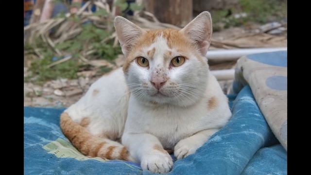 The Arabian Mau Аравийский мау 아라비안 마우 смотреть онлайн