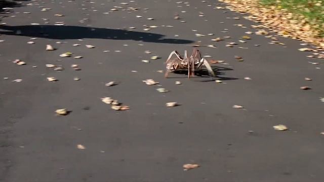 Домашний Паук смотреть онлайн