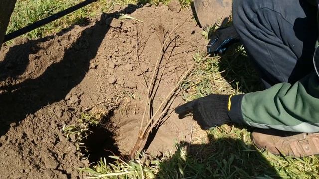 Как правильно посадить гранат