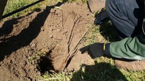 Как правильно посадить гранат