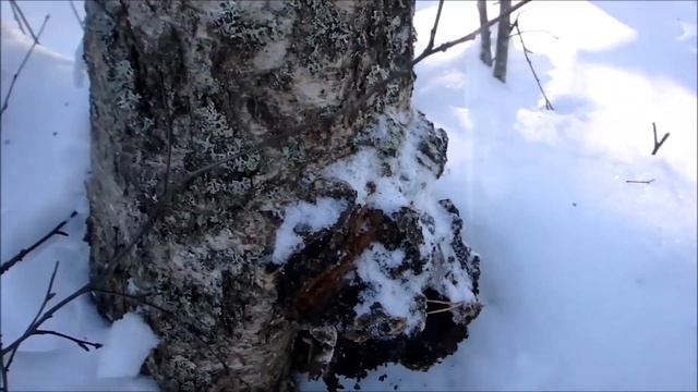 Чага в лесу. Как выглядит и растет?