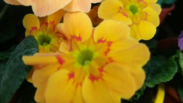 Примулы, или первоцветы (Primula) смотреть онлайн