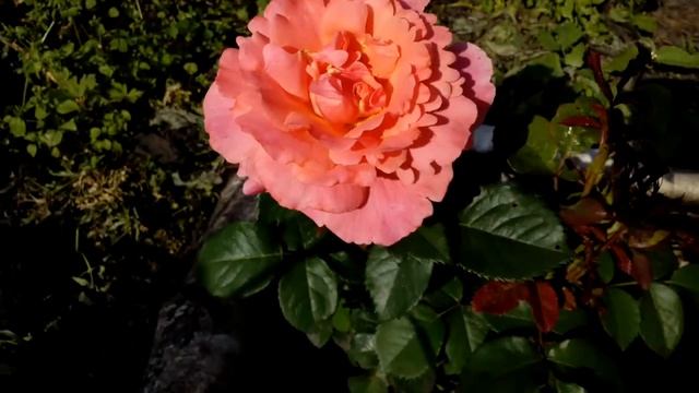 Rose I am MacMillan роза Ай ем Макміллан 29 червня 2020 р. смотреть онлайн