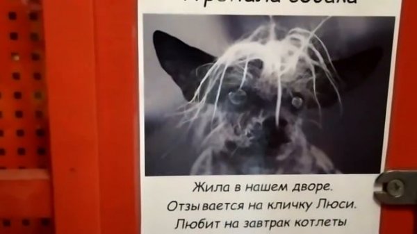 Галилео |  Galileo