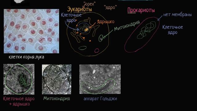 Прокариот и эукариот видео 5 Строение клетки Биология смотреть онлайн