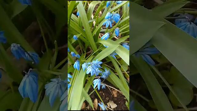 Весенние цветы! смотреть онлайн