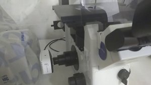 011  Знакомство с люминесцентным микроскопом