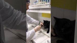Как поставить внутривенный катетер кошке без помощи