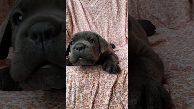 Самый милый и красивый... смотреть онлайн