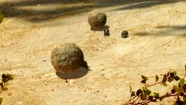 Жук навозник 2 смотреть онлайн