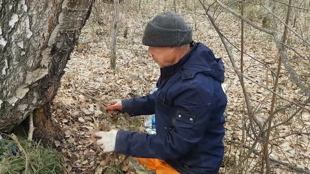 СБОР БЕРЁЗОВОГО СОКА смотреть онлайн