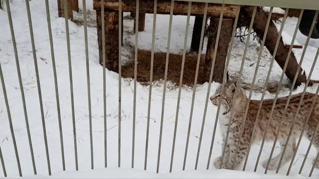 Рыси вдвоём в вольере. Хан в домике? ПАРК ЗЕМЛЯ ПРАЙДА ? смотреть онлайн